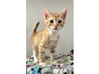 Adopt Lucky a Orange or Red Tabby Domestic Shorthair / Mixed (short coat) cat in