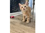 Adopt Pi a Orange or Red Tabby Domestic Shorthair / Mixed (short coat) cat in