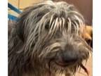 Adopt Alisse a Gray/Blue/Silver/Salt & Pepper Schnauzer (Miniature) dog in