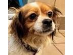 Adopt Cassie a Brown/Chocolate - with White Spaniel (Unknown Type) dog in