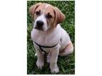 Adopt Kodi a Great Pyrenees / Pit Bull Terrier dog in Dallas, TX (41568474)