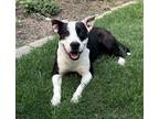 Adopt Mini a White - with Black Pit Bull Terrier dog in Dallas, TX (41568473)