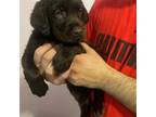 Labrador Retriever Puppy for sale in Mccleary, WA, USA