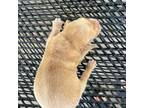 Golden Retriever Puppy for sale in Ambrose, GA, USA