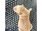 Golden Retriever Puppy for sale in Ambrose, GA, USA