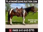 Top Trained, Fancy Paint, Ranch or Trail Horse, Family Safe!
