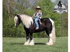 AMAZING SILVER DAPPLE TRICK HORSE, Reg GVHS!!! Kid/Family Safe, Ranch, Ropes