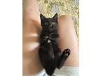 Adopt Midnights a All Black Domestic Shorthair / Mixed (short coat) cat in Fort