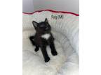 Adopt Fog a Black & White or Tuxedo Domestic Shorthair / Mixed (short coat) cat