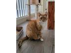 Adopt Skid a Orange or Red Tabby / Mixed (short coat) cat in Fullerton