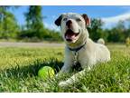 Adopt Cyprus a White American Staffordshire Terrier / Mixed Breed (Medium) dog