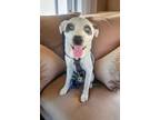 Adopt Bandit a White - with Black Border Collie / Mixed Breed (Medium) dog in