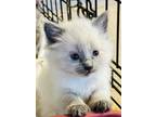 Adopt Pepper a Domestic Longhair cat in Denver, CO (41568390)