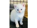 Adopt Elsa a Domestic Longhair cat in Denver, CO (41568389)