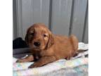 Golden Retriever Puppy for sale in Chariton, IA, USA