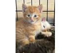 Adopt Milo a Domestic Mediumhair cat in Denver, CO (41568388)