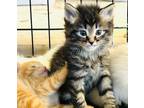 Adopt Benjamin a Domestic Mediumhair cat in Denver, CO (41568387)