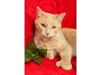 Adopt Judge (Raja) a Cream or Ivory Domestic Mediumhair / Mixed cat in Muskegon