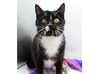 Adopt Baby Kitty IV a Black & White or Tuxedo Domestic Shorthair / Mixed (short