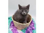 Adopt General Jam a Gray or Blue Domestic Shorthair / Mixed cat in Muskegon