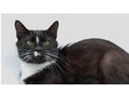Adopt Ivy XV a Black & White or Tuxedo Domestic Shorthair / Mixed cat in