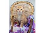 Adopt Mango VIII a Orange or Red (Mostly) Domestic Shorthair / Mixed cat in