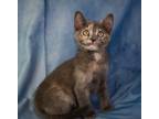 Adopt Guacamole a Domestic Shorthair cat in Richardson, TX (41568267)