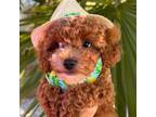 Poodle (Toy) Puppy for sale in Antelope, CA, USA