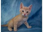 Adopt Tortilla a Domestic Shorthair cat in Richardson, TX (41568266)