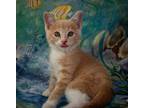 Adopt Coral Island a Siamese cat in Richardson, TX (41568265)