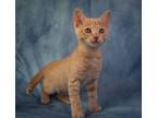 Adopt Queso a Domestic Shorthair cat in Richardson, TX (41568264)