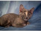 Adopt Salsa a Domestic Shorthair cat in Richardson, TX (41568263)
