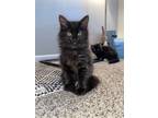Adopt Lilac Brooke a All Black Domestic Longhair / Mixed cat in Richardson