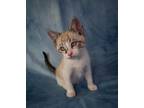 Adopt Cayman Island a Spotted Tabby/Leopard Spotted Siamese cat in Richardson