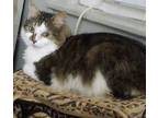 Adopt Elle - ET a Domestic Longhair / Mixed (long coat) cat in Lyman