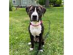 Adopt Evie (was Marietta) a Brindle - with White Boxer / Beagle dog in