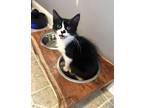 Adopt Bubbles a Spotted Tabby/Leopard Spotted Domestic Mediumhair / Mixed cat in