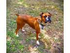Adopt Parker II a Tan/Yellow/Fawn Boxer / Mixed dog in Austin, TX (41568400)