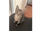 Adopt Bubbles 3 a Brown Tabby Domestic Shorthair (short coat) cat in Tucson