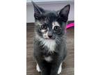 Adopt Aishling a Domestic Shorthair (short coat) cat in Tucson, AZ (41568397)
