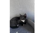Adopt Aine a Black & White or Tuxedo Domestic Shorthair (short coat) cat in