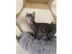 Adopt Spicy Belle a Gray, Blue or Silver Tabby Domestic Shorthair (short coat)