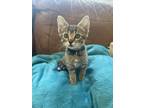 Adopt Essie a Brown Tabby Domestic Shorthair (short coat) cat in Tucson