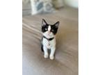 Adopt Minnie Mouse a Black & White or Tuxedo Domestic Shorthair (short coat) cat