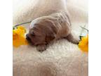Golden Retriever Puppy for sale in Minneola, KS, USA
