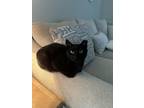 Adopt ATHENA a All Black Domestic Shorthair / Mixed (short coat) cat in