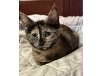Adopt Rachel tortie - ready in July a Spotted Tabby/Leopard Spotted Domestic