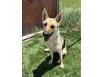 Adopt Simone a Black - with Tan, Yellow or Fawn German Shepherd Dog dog in