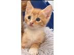 Adopt Ginger a Domestic Shorthair (short coat) cat in St.