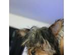 Yorkshire Terrier Puppy for sale in Columbia, PA, USA